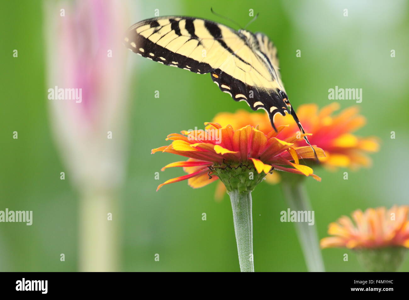Tiger swallowtail butterfly survolant le zinnia. Banque D'Images