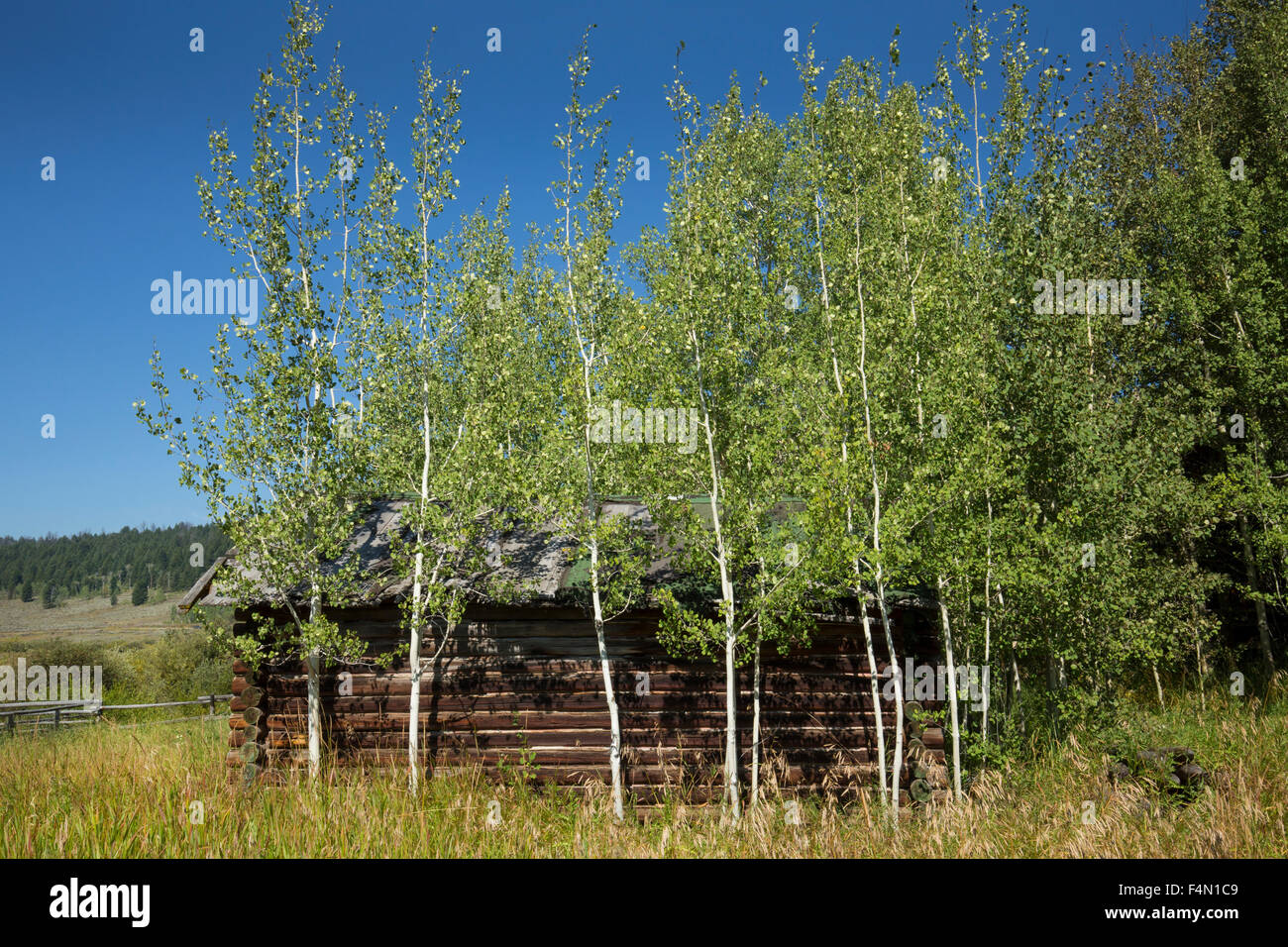 Ancienne grange en rondins en été, avec des arbres dans les pâturages d'Aspen, vallée de la Buffalo Fork River près de Moran, Wyoming. Banque D'Images
