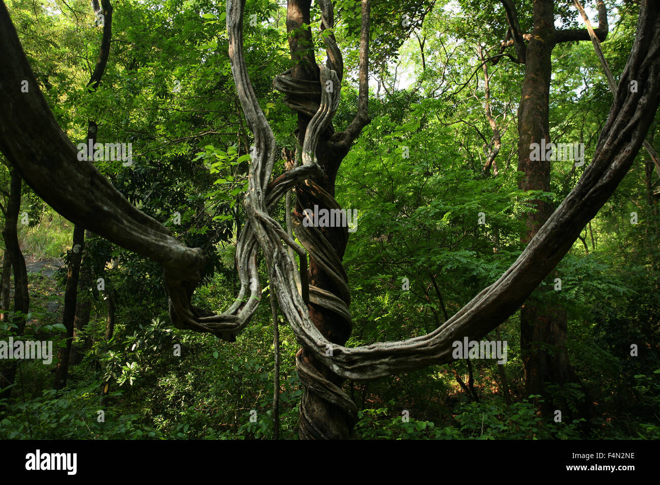 Hanging vine dans rainforest Banque D'Images