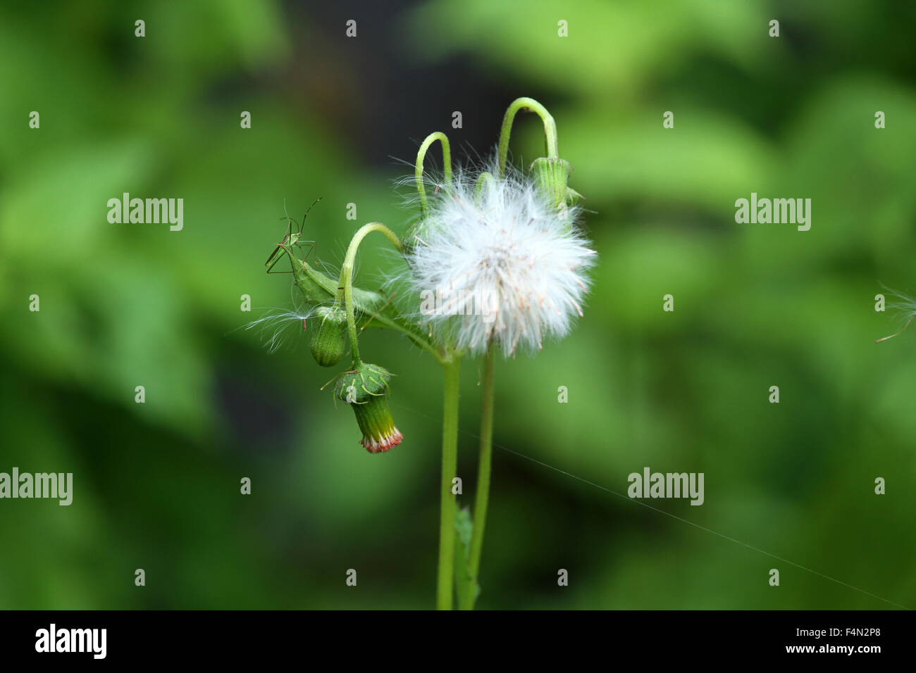 Rond blanc fleur en forêt Banque D'Images