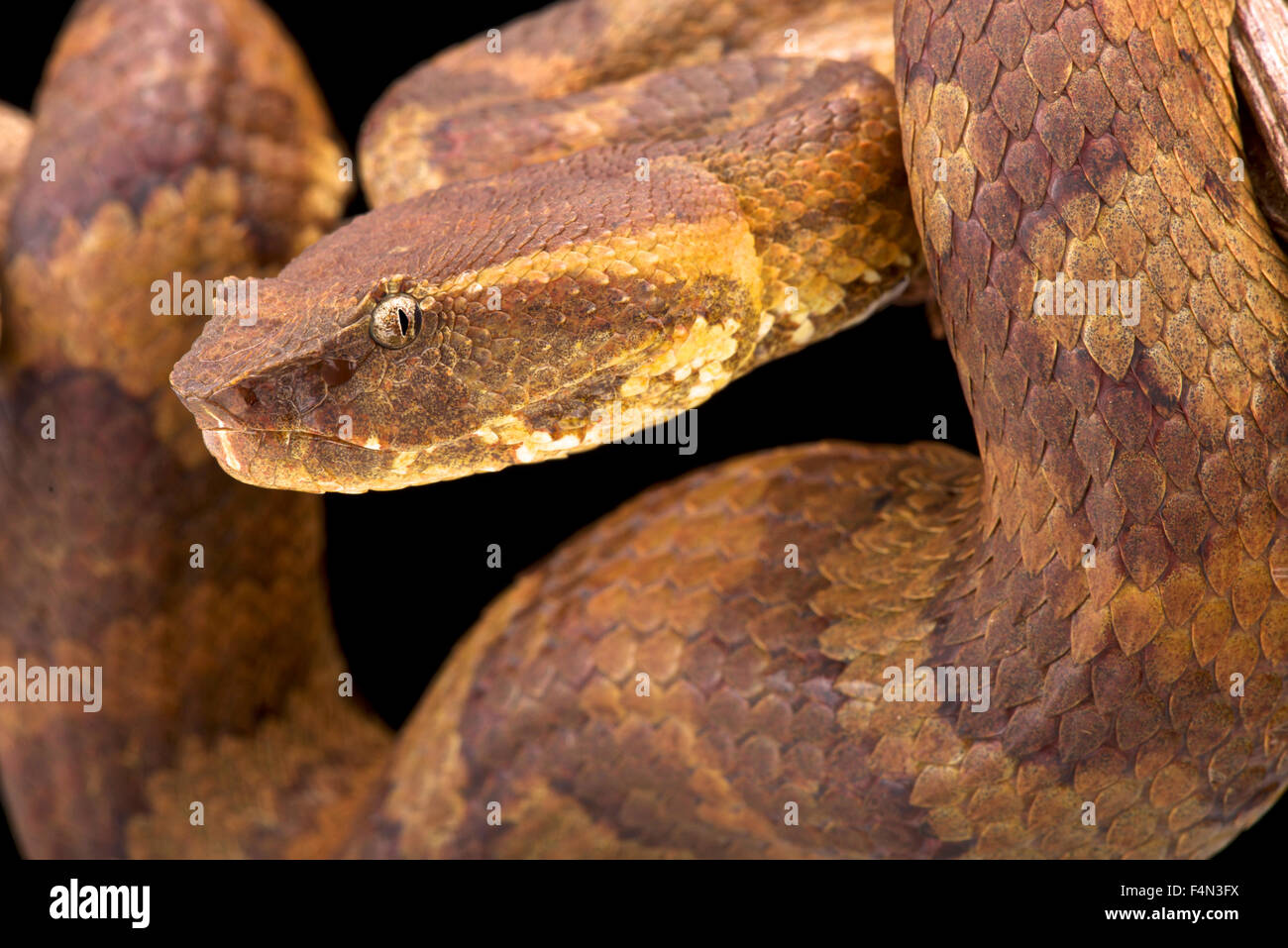 Pit Viper de Bornéo (Trimeresurus borneensis ) Banque D'Images