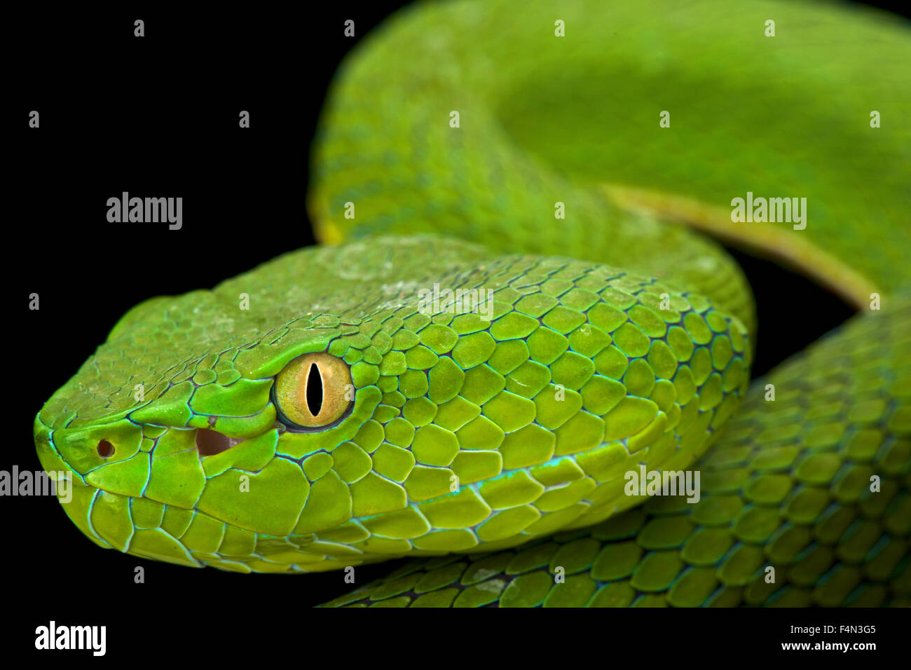 Le livre vert de Gumprecht (Trimeresurus gumprechti pitviper ) Banque D'Images