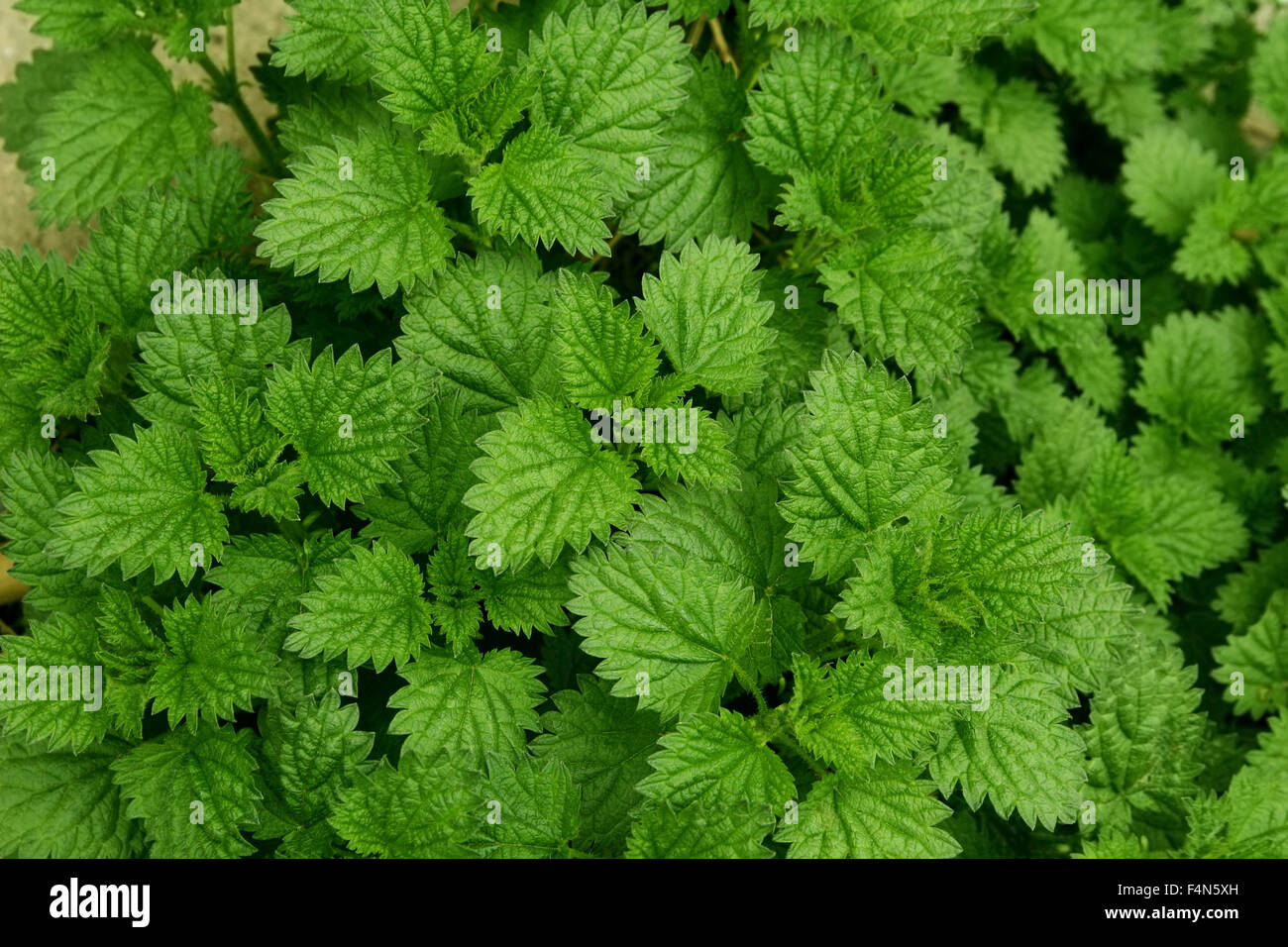 La culture mondiale, du pain et du blé, de l'alimentation humaine,le jus d'ananas, jus de tomate, de l'alimentation, de l'alimentation vert, Gâteau au chocolat,Arbre aux fraises Banque D'Images