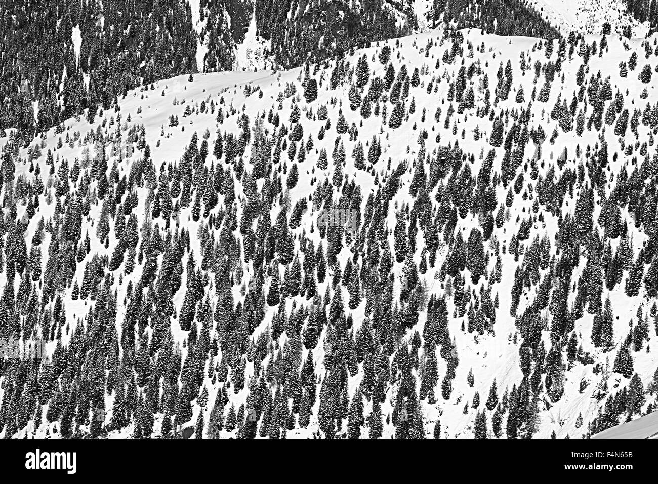 Autriche, Tyrol, Ischgl, arbres en paysage d'hiver Banque D'Images