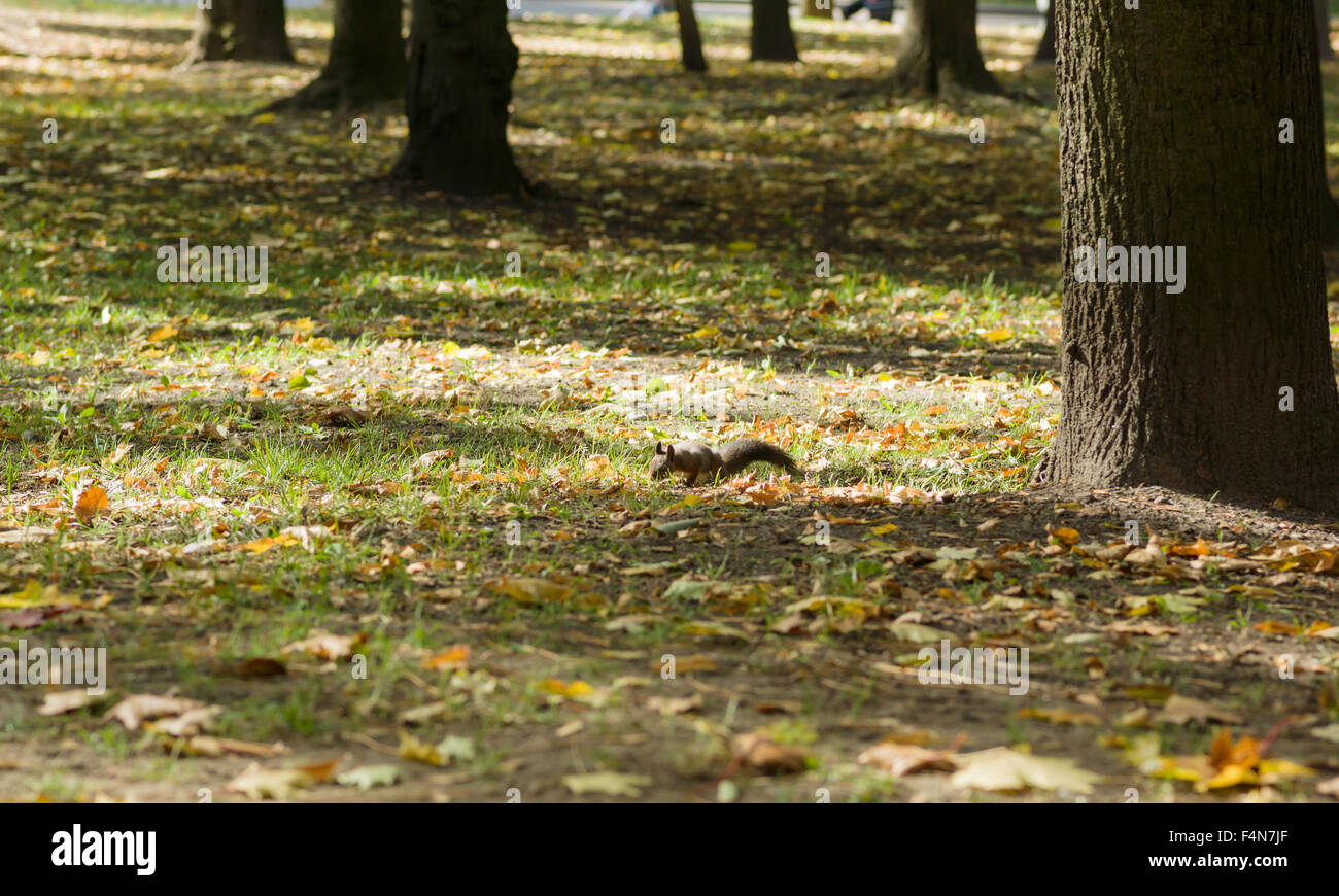 Le joyeux écureuil moelleux a l'amusement dans le bois de l'automne Banque D'Images