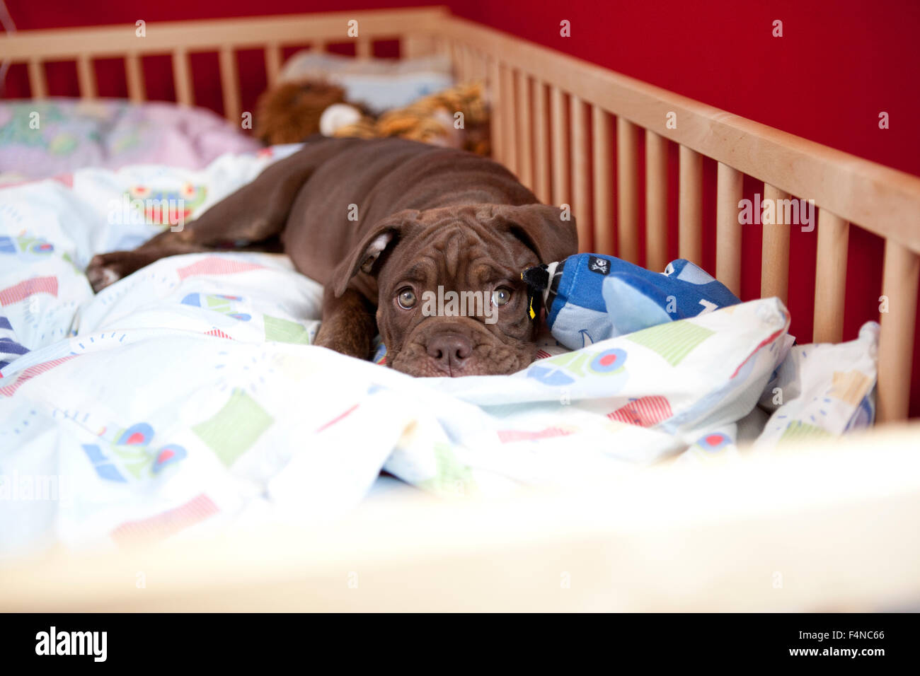 Olde English Bulldogge de détente dans un lit bébé Banque D'Images