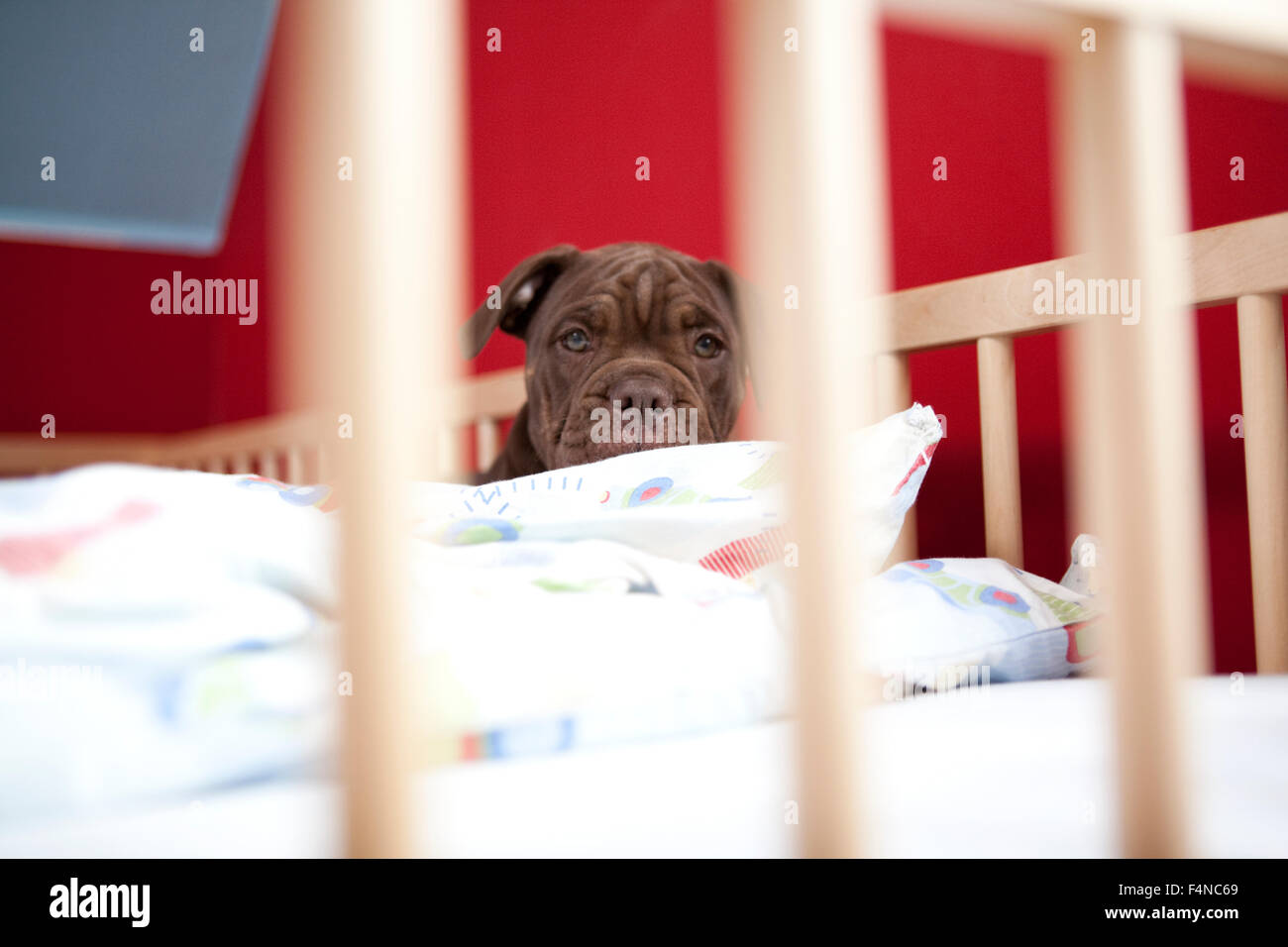 Olde English Bulldogge de détente dans un lit bébé Banque D'Images