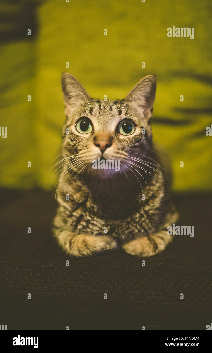 Portrait de chat tigré portant sur la table à la maison Banque D'Images