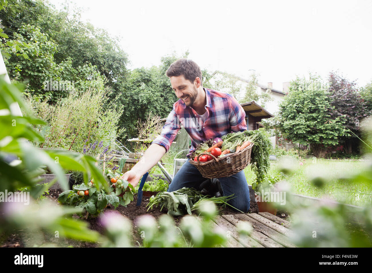 Homme jardinage à potager Banque D'Images