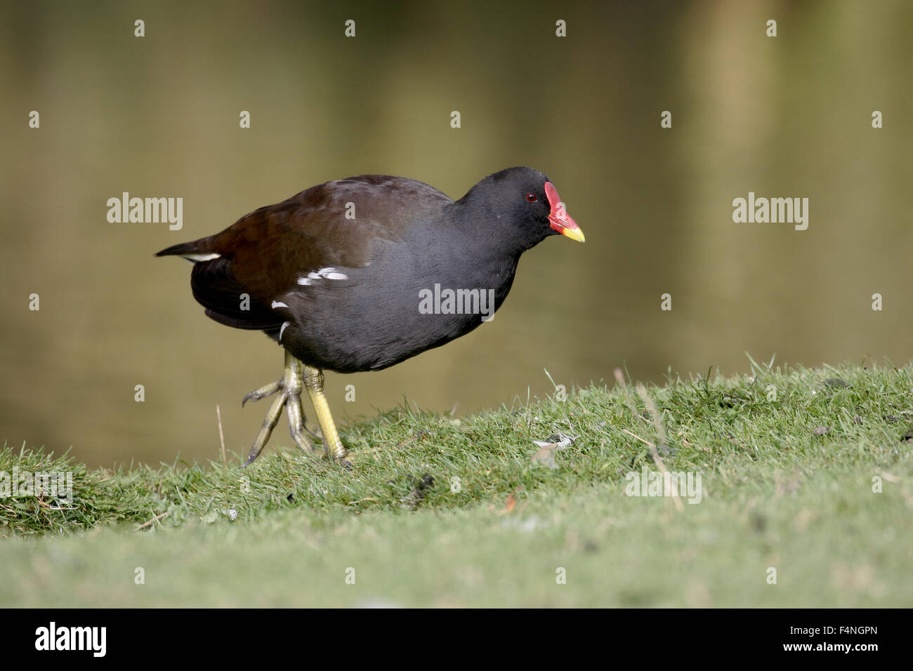 Gallinula chloropus Gallinule poule-d'eau, le seul oiseau, par l'eau, Derbyshire, Octobre 2015 Banque D'Images