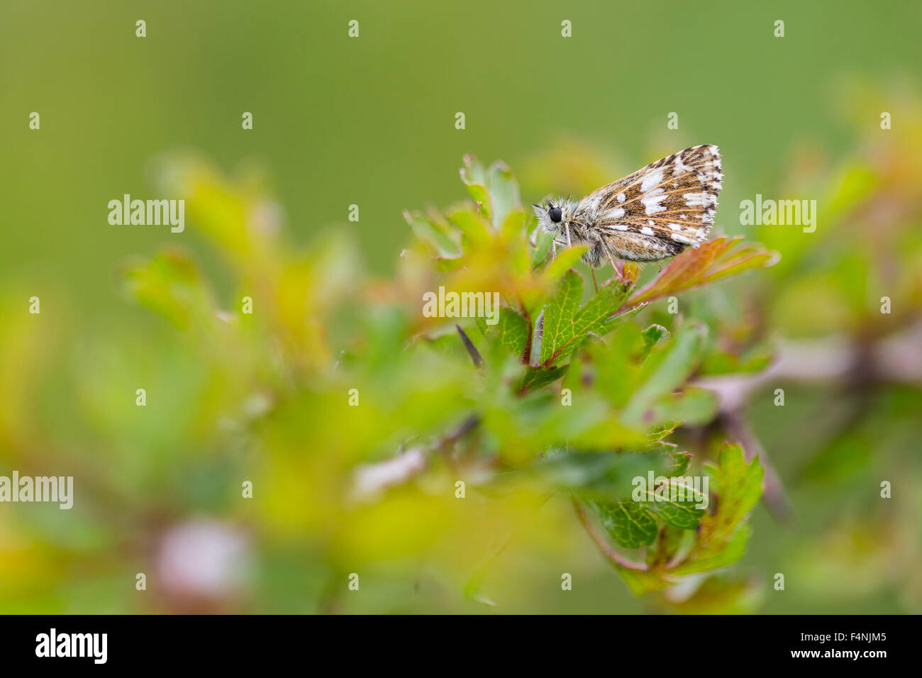 Pyrgus malvae Grizzled Skipper, imago, le repos sur des rameaux d'aubépine Dolebury, Warren, Somerset, Royaume-Uni en mai. Banque D'Images