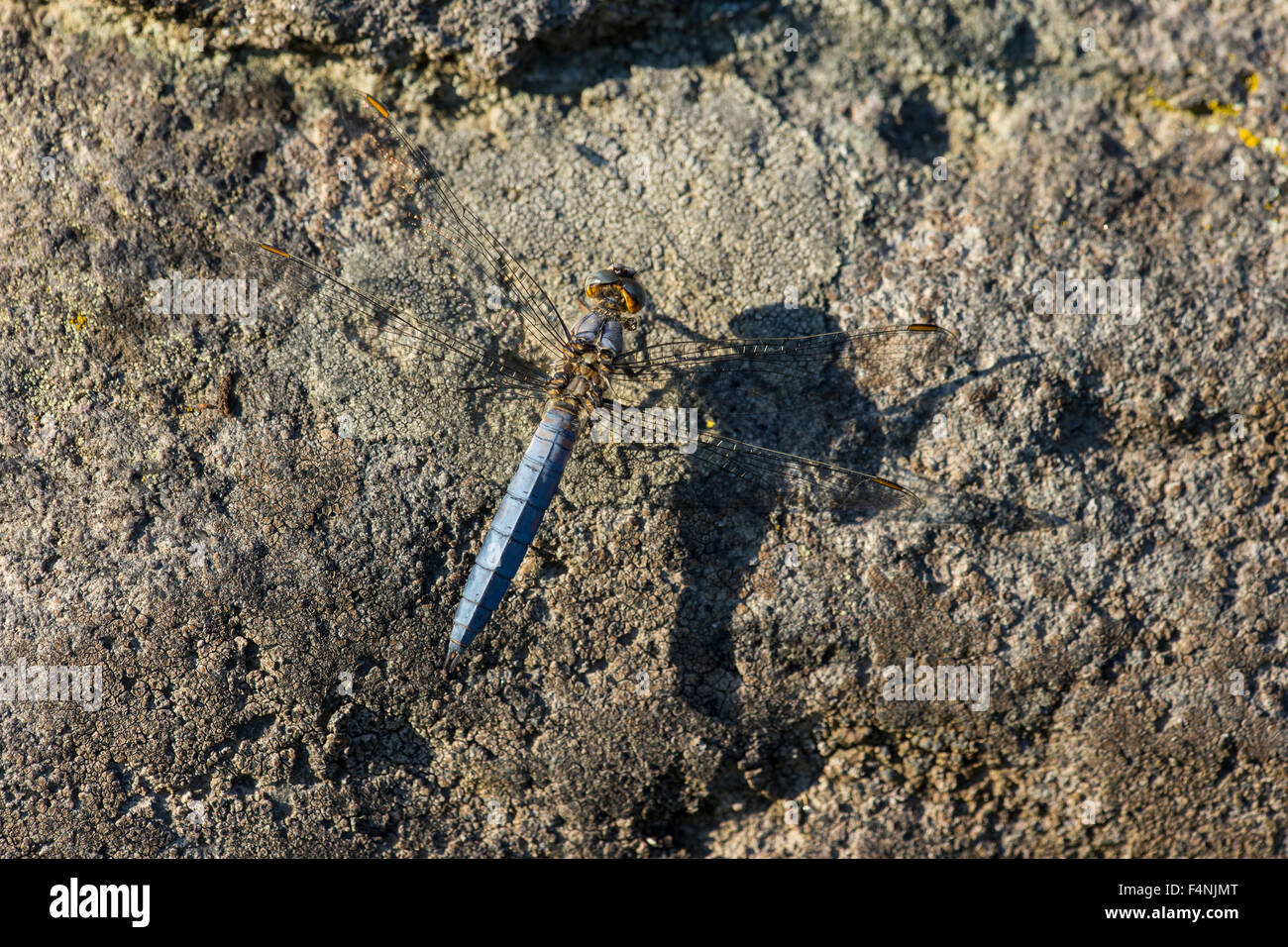 Skimmer Orthetrum coerulescens carénées, adulte, perché sur des rochers couverts de lichen avec long shadow, ferme Lator, Hongrie, en juin. Banque D'Images