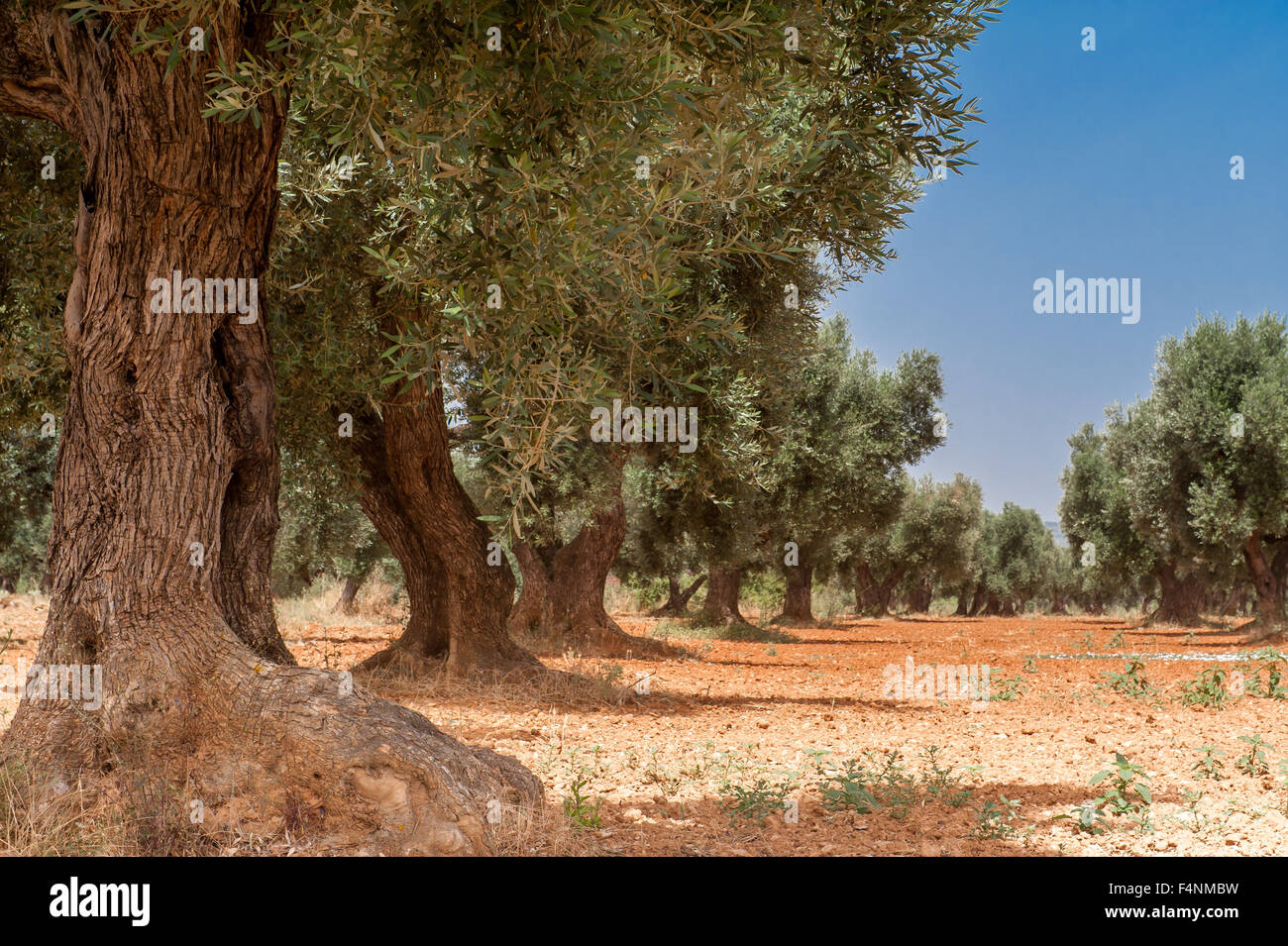 Les oliviers en terre rouge, province de Tarragone, Catalogne, Espagne Banque D'Images