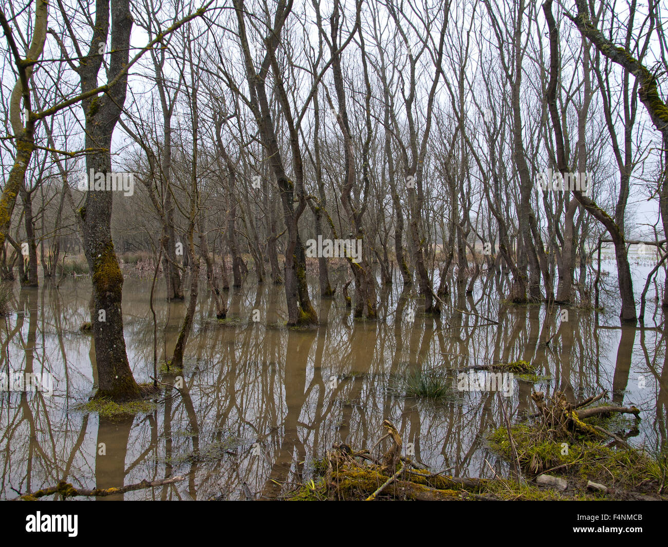 Forêt de feuillus humide avec de l'eau stagnante et les arbres morts. Banque D'Images