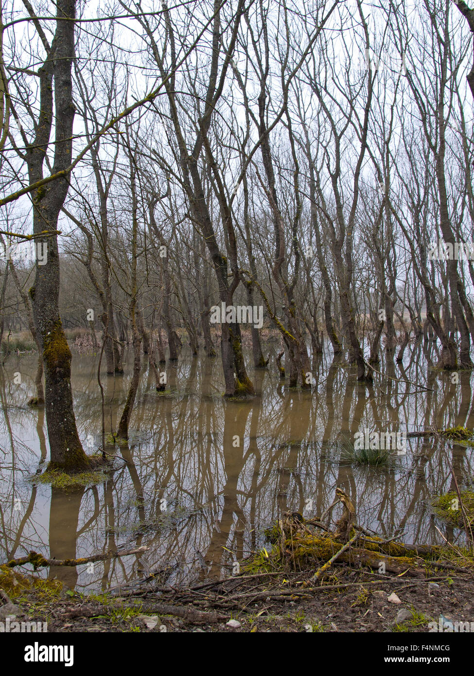 Forêt de feuillus humide avec de l'eau stagnante et les arbres morts. Banque D'Images