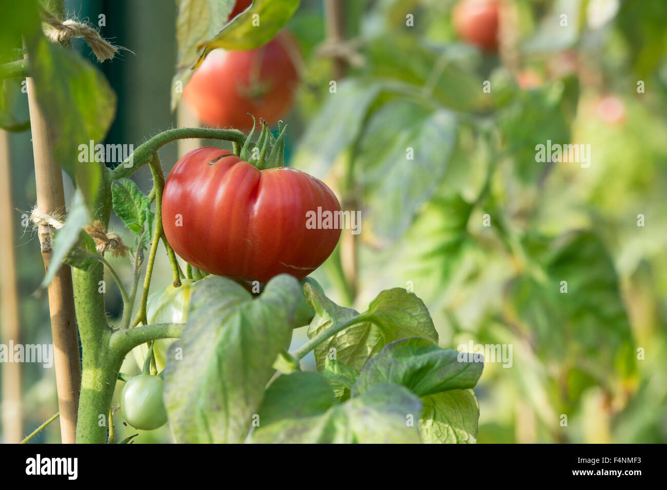 Le mûrissement de la tomate Brandywine Rose sur la vigne Banque D'Images