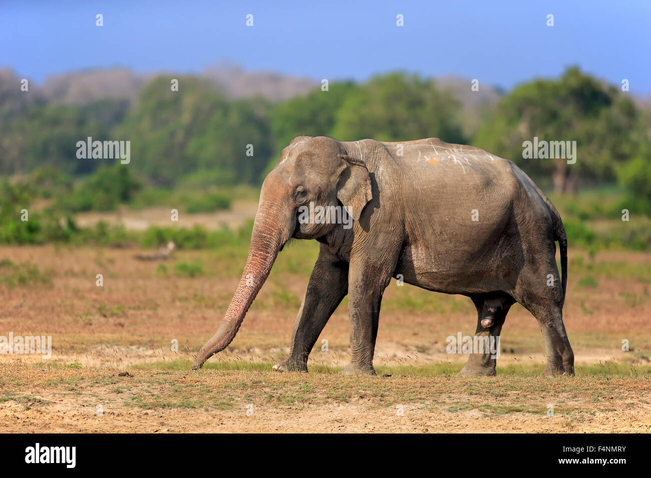 L'éléphant du Sri Lanka (Elephas maximus maximus), mâle adulte, l'alimentation, le parc national de Yala, au Sri Lanka Banque D'Images