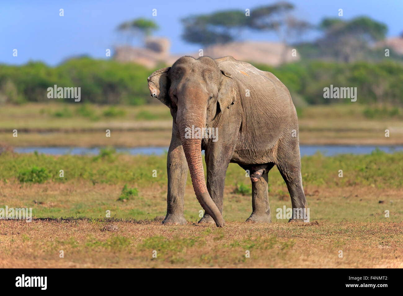 L'éléphant du Sri Lanka (Elephas maximus maximus), mâle adulte, l'alimentation, le parc national de Yala, au Sri Lanka Banque D'Images