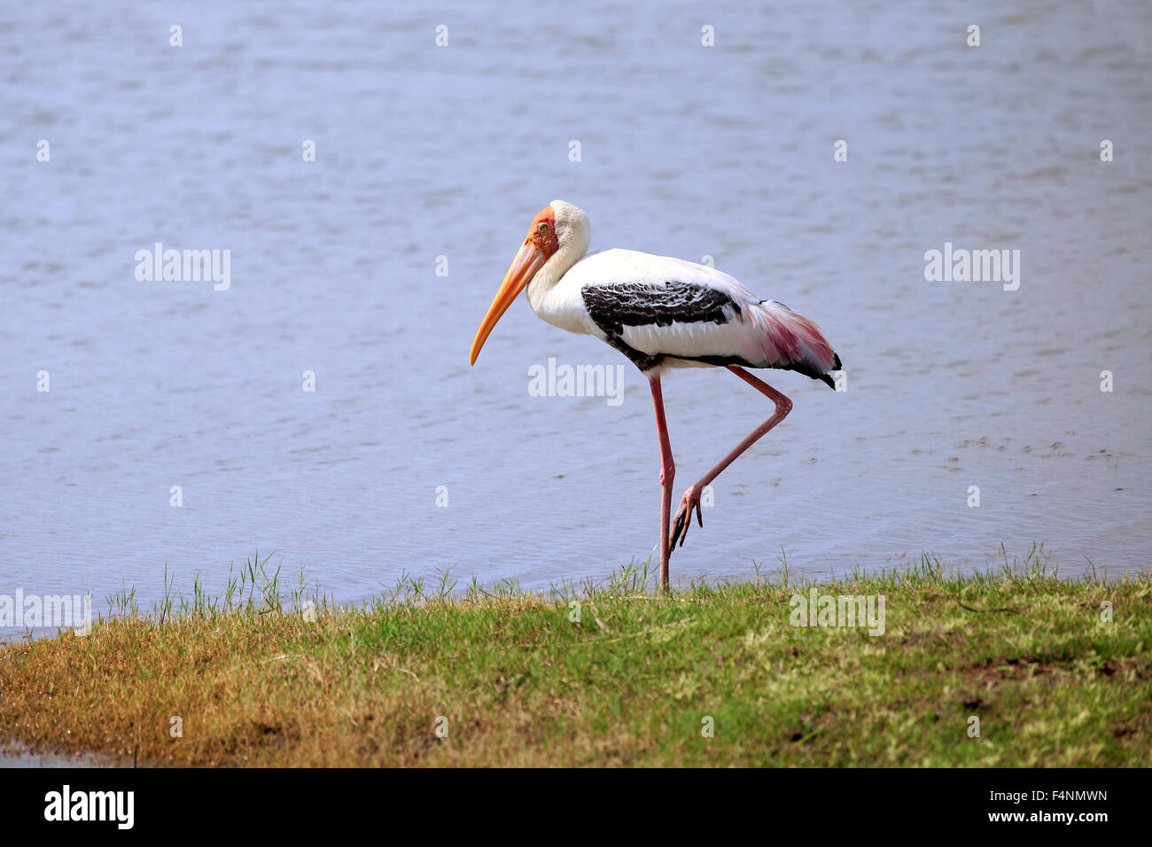 Stork (Mycteria leucocephala peint), adulte, comité permanent par l'eau, le parc national Udawalawe, Sri Lanka Banque D'Images