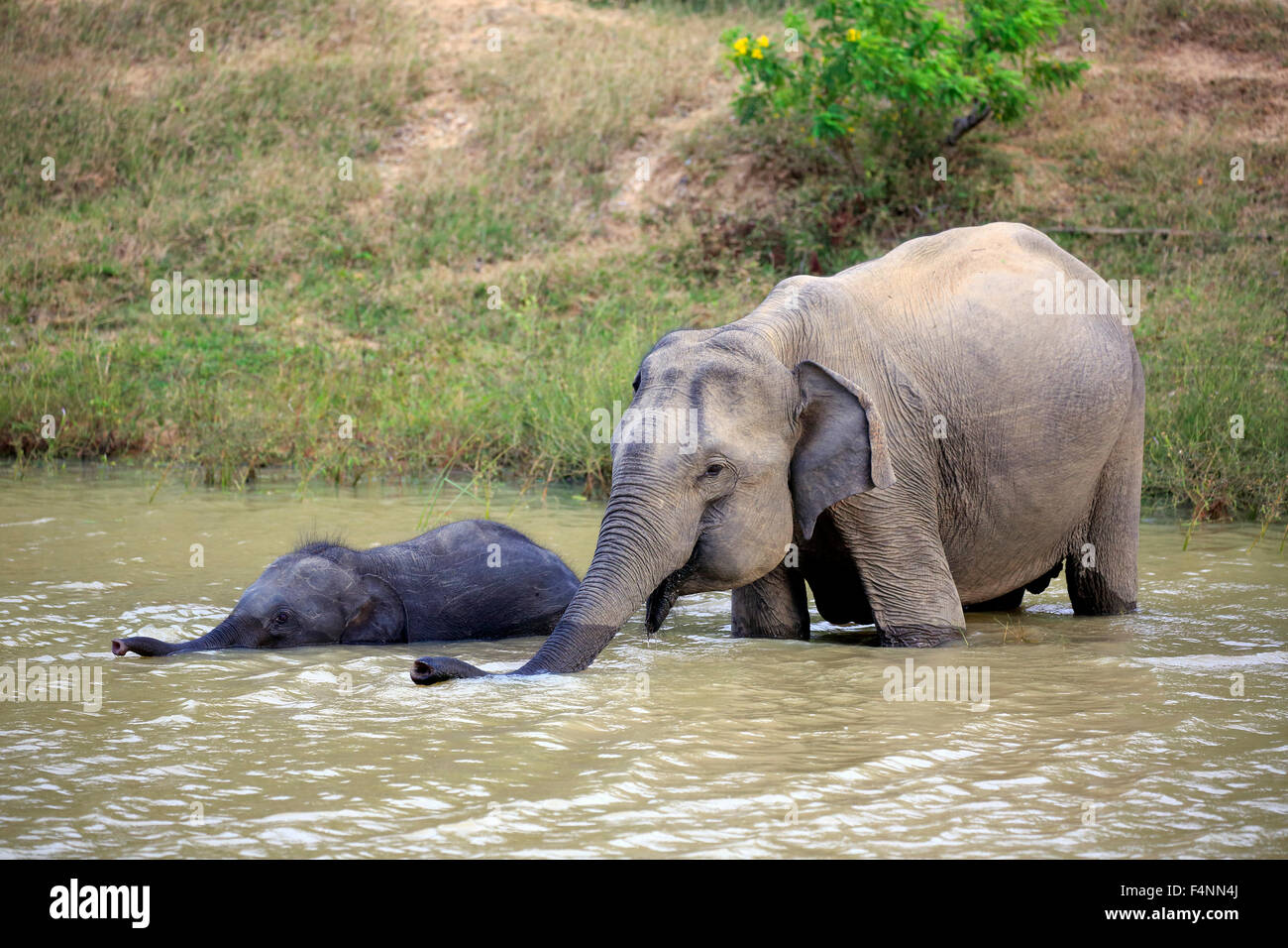 L'éléphant du Sri Lanka (Elephas maximus maximus), la mère et son veau dans l'eau, de boire, de parc national de Yala, au Sri Lanka Banque D'Images