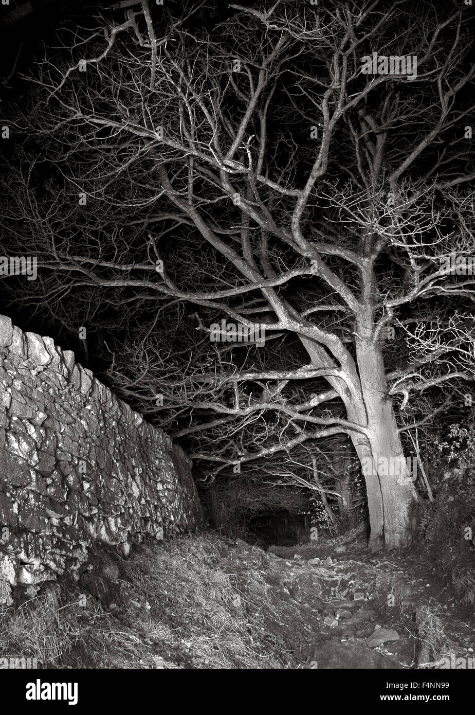 Sentier effrayant avec des arbres et un mur en pierre sèche éclairé la nuit avec des torches Banque D'Images Sentier effrayant avec des arbres et un mur en pierre sèche éclairé la nuit avec des torches Banque D'Images