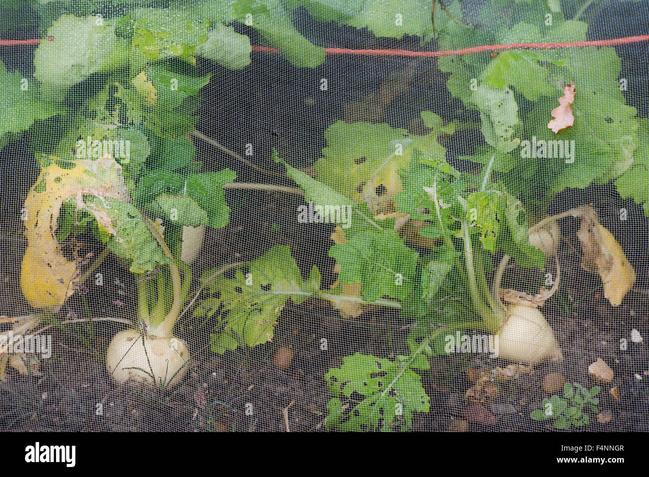 Brassica rapa . Le navet 'petit' Pal sous un filet de protection dans un jardin potager Banque D'Images
