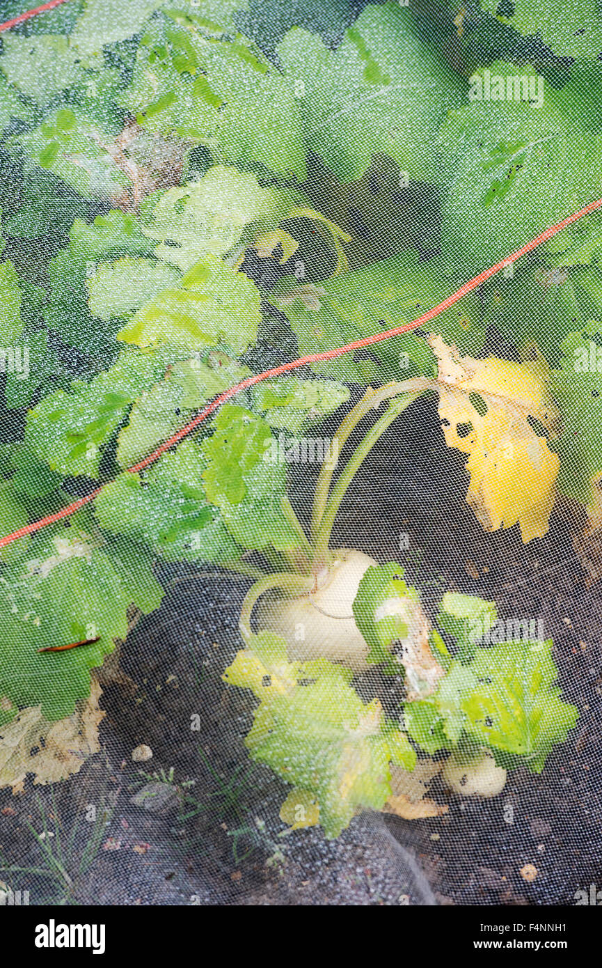 Brassica rapa . Le navet 'petit' Pal sous un filet de protection dans un jardin potager Banque D'Images