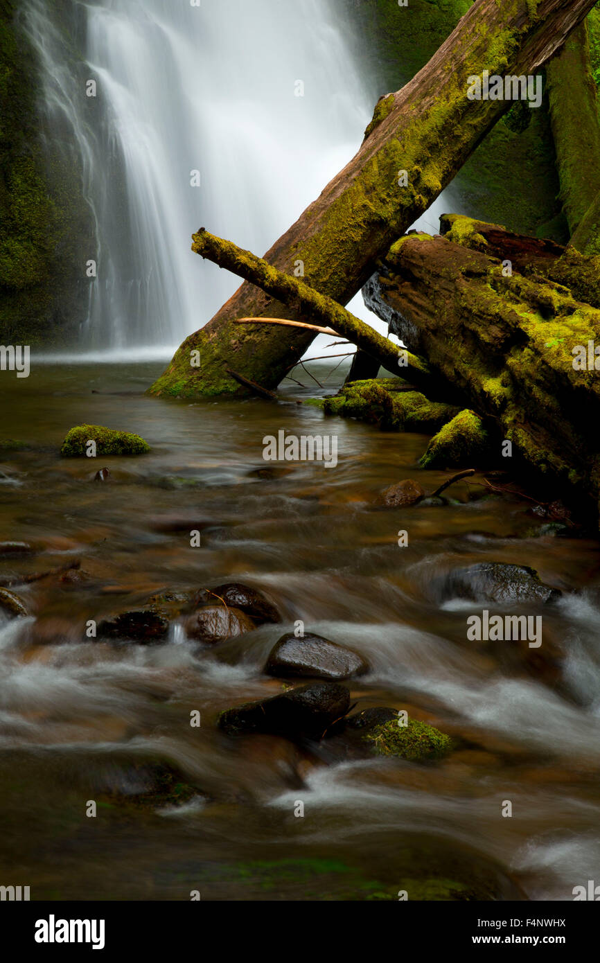 Chutes de la pruche, la Forêt nationale d'Umpqua, Oregon Banque D'Images
