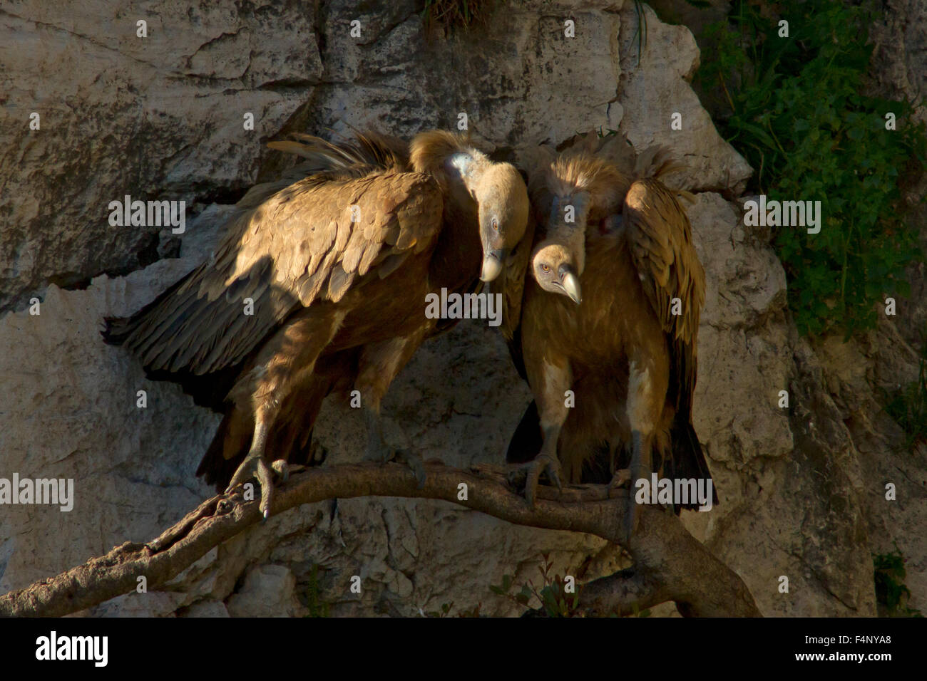 Une paire de vautours eurasien adultes assis ensemble sur une branche horizontale, fruit d'rock face au-dessus du nid Banque D'Images