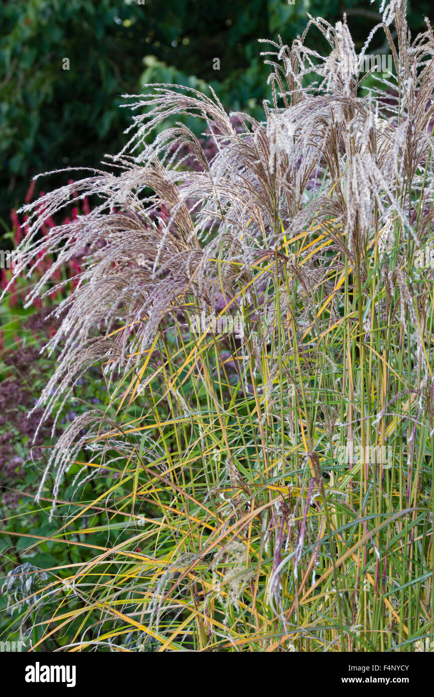 Les fleurs rosâtres des graminées ornementales, Miscanthus sinensis  'Flamingo' Photo Stock - Alamy