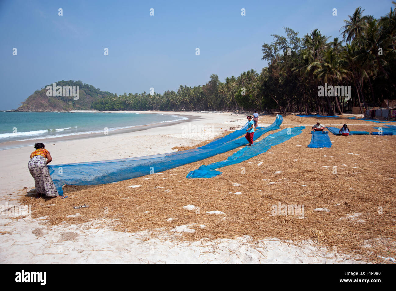 Les femmes de petits poissons secs sur le bleu des filets sur la plage de Ngapali en Birmanie Banque D'Images