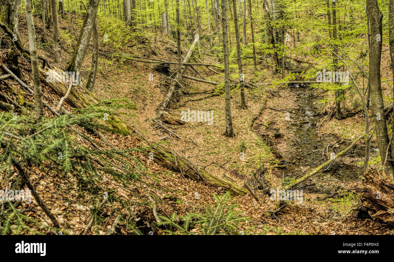 Des forêts primaires de hêtres sur les frontières entre la Slovaquie et l'Ukraine en Europe de l'Est Banque D'Images