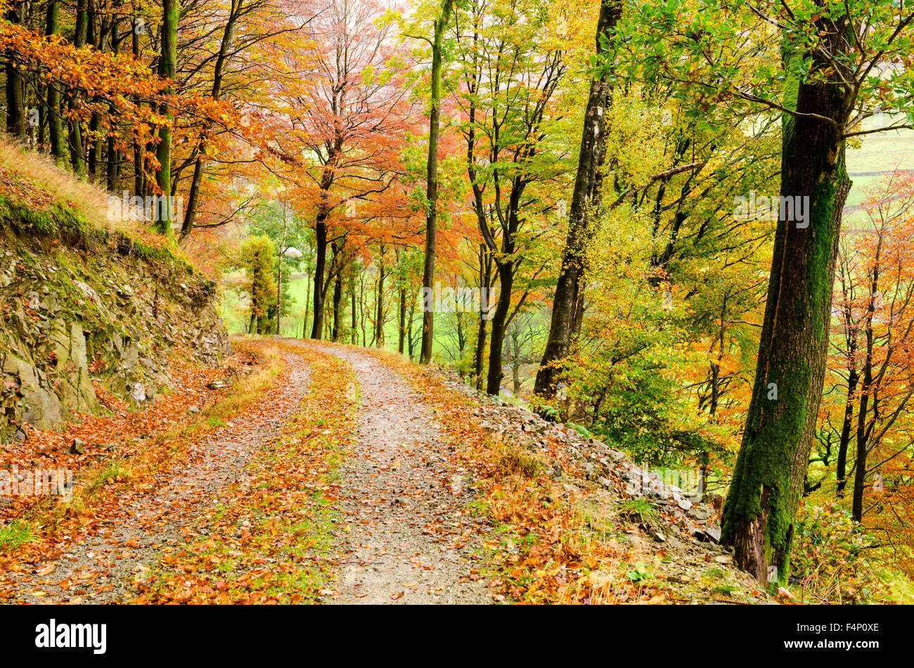 Sentier qui traverse la forêt dans l'automne dans le district du lac près de Keswick, Cumrbia, Angleterre. Banque D'Images