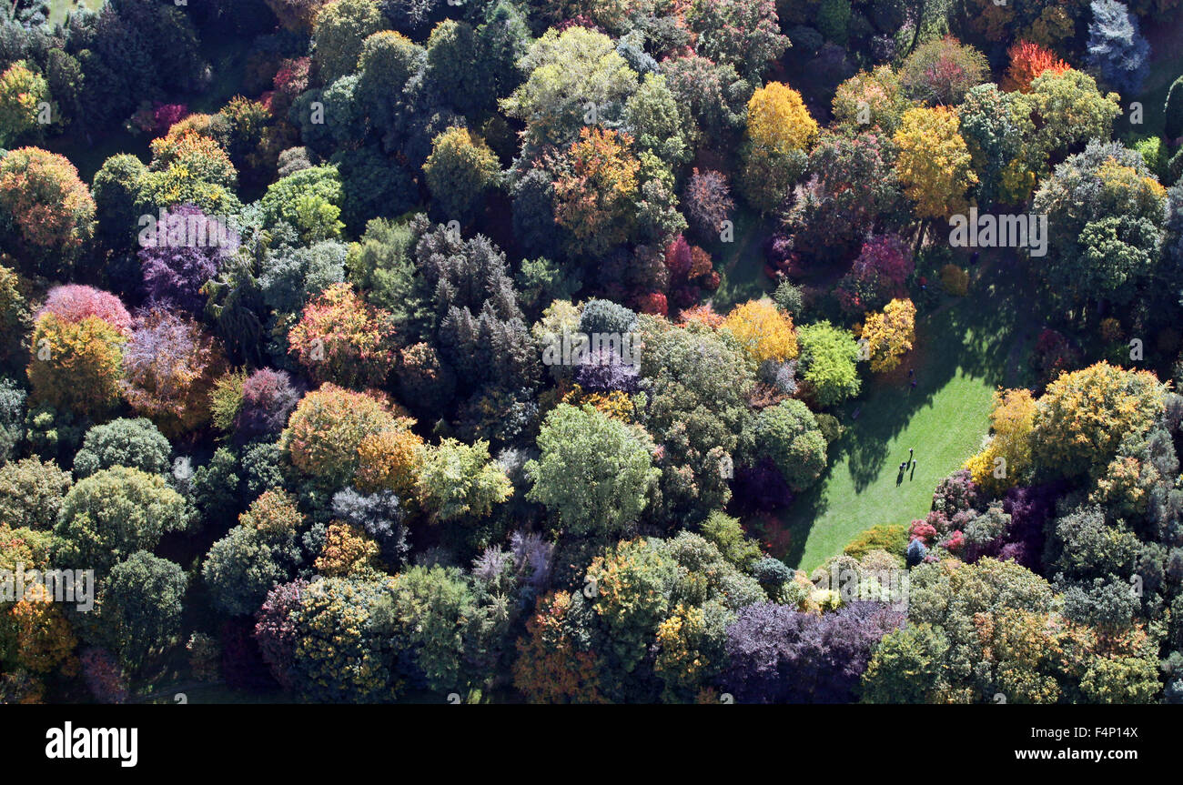 Vue aérienne, tout droit vers le bas, des arbres d'automne en Grande-Bretagne Banque D'Images