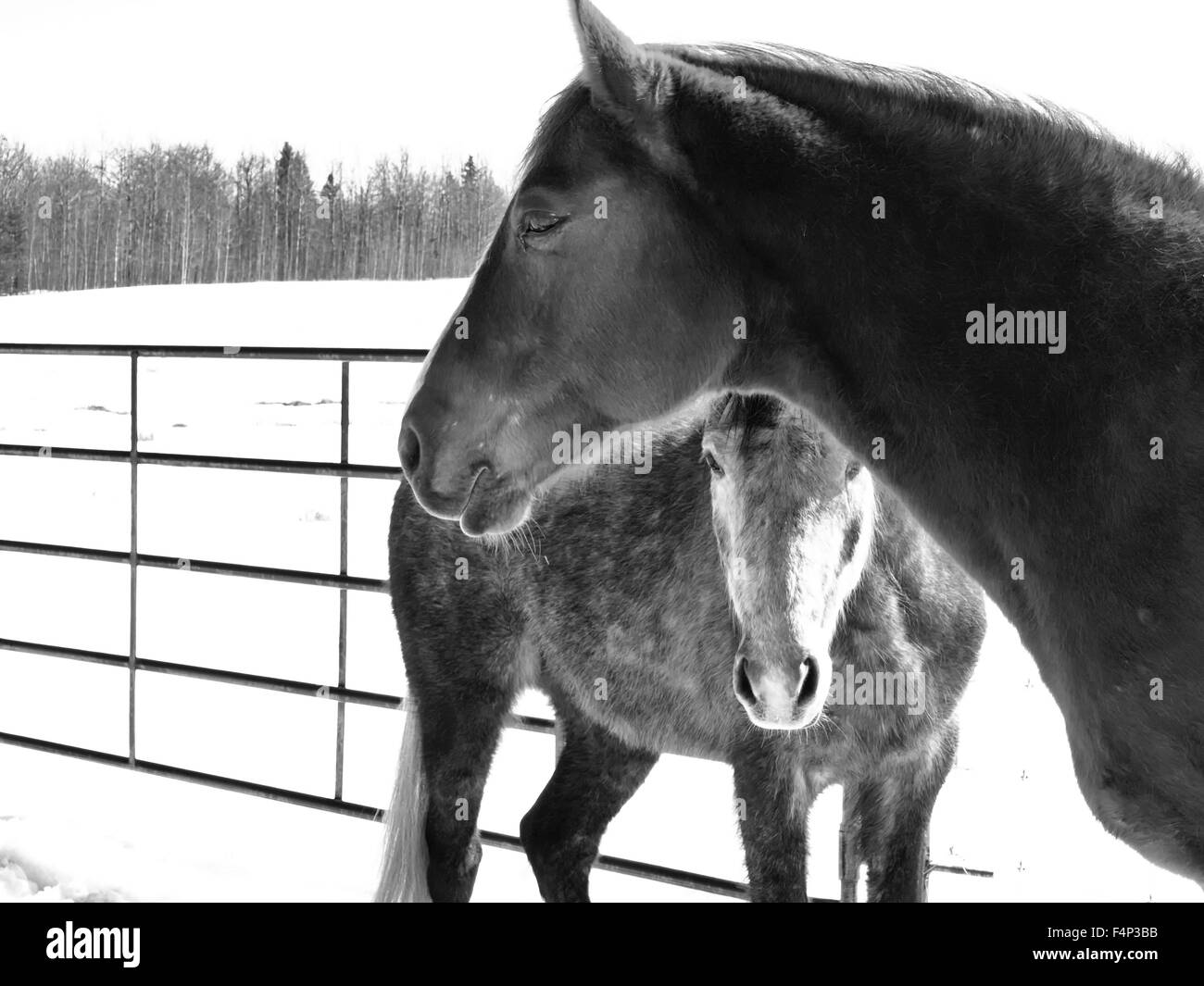 Appareil photo numérique Olympus utilisée pour capturer cette belle image. Banque D'Images