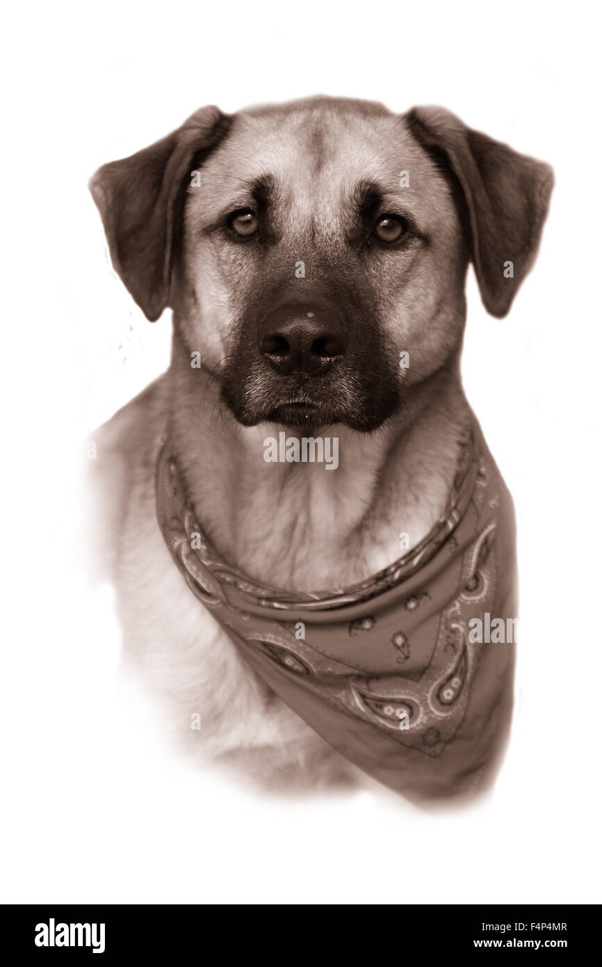 Portrait ou buste de beau grand boxeur, mixte, Retreiver dog race Berger, passant à un fond blanc dans vintage sepia co Banque D'Images