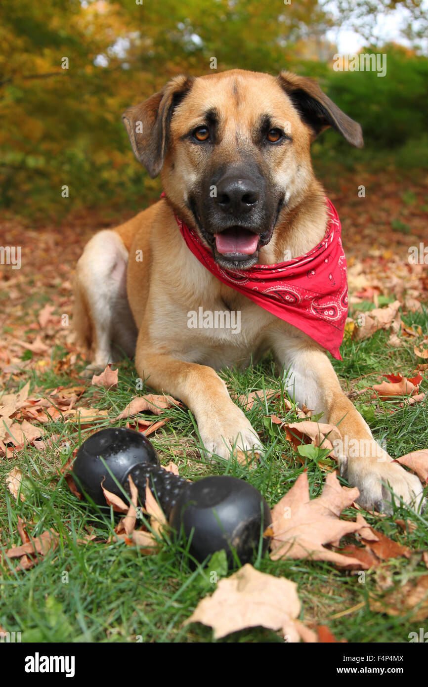 Beau grand boxeur mixte, Retriever, chien race Berger, assis avec ses jouets en caoutchouc sur un fond d'automne Banque D'Images