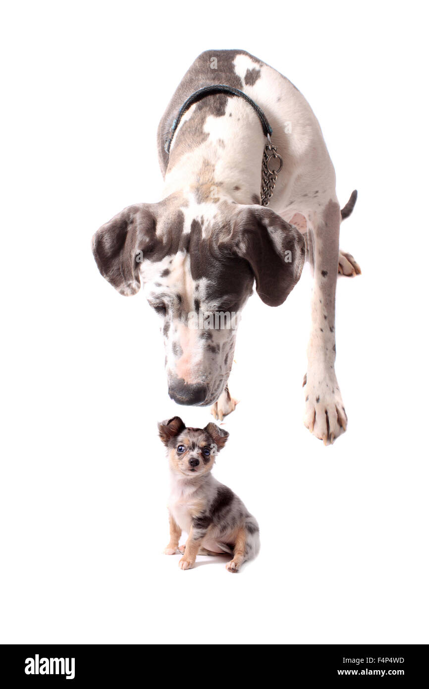 Chiens de grande race Banque de photographies et d’images à haute ...