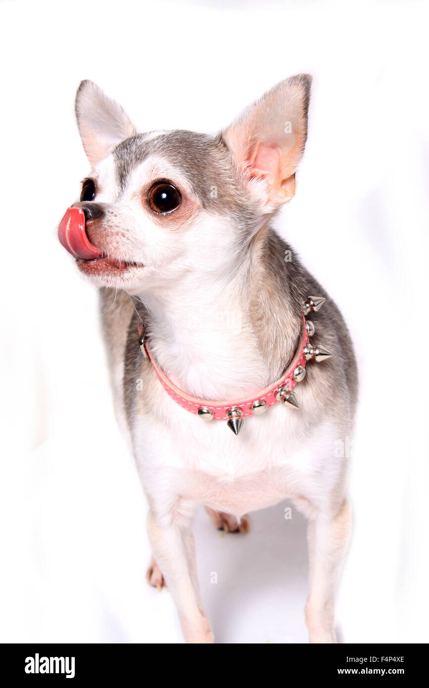 Adorable petit chihuahua gris et blanc isolé sur fond blanc de lécher ses lèvres Banque D'Images