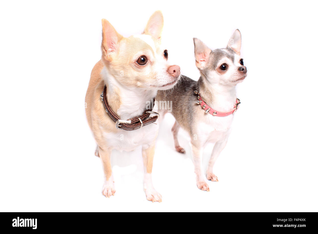 Deux Adorables Petits Chiens Chihuahua Beige Et Gris Sur