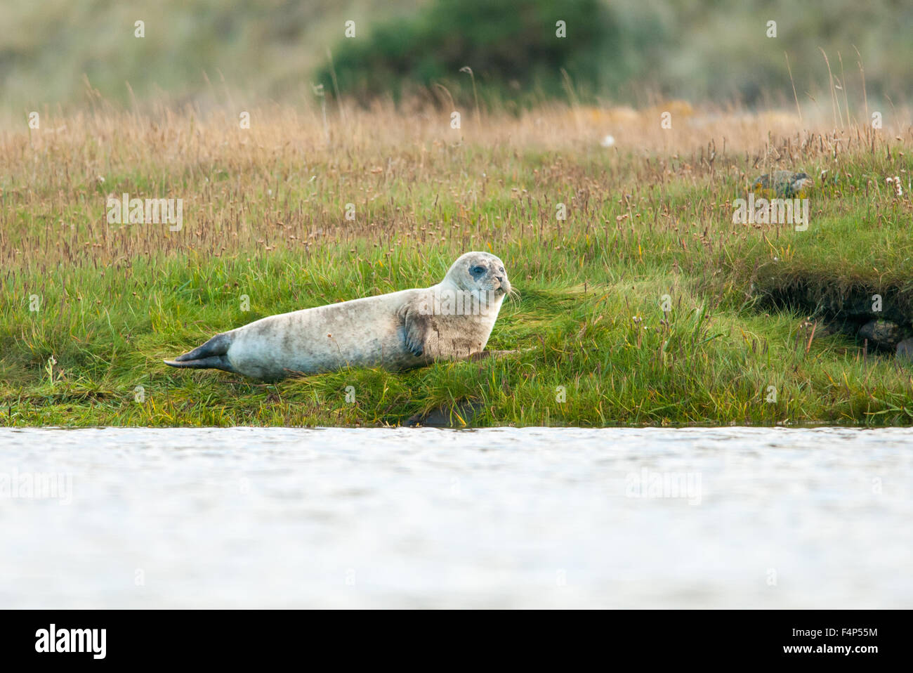 Phoque commun (Phoca vitulina) sur l'île grass dans River Naver, Sutherland, Scotland Banque D'Images