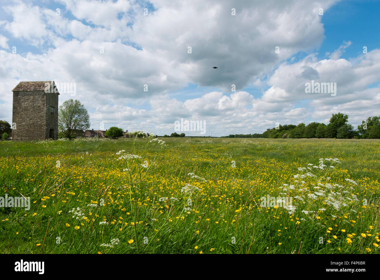 Grange à foin dans un champ de renoncules à Fairford, Gloucestershire, Royaume-Uni Banque D'Images