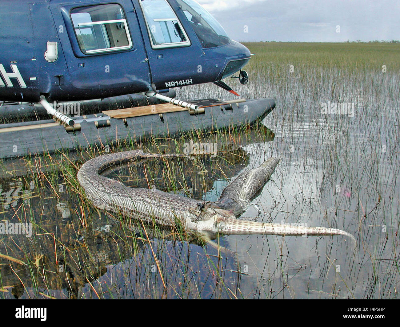 Un python birman mort flotte dans l'eau après qu'il a tenté en vain de manger un alligator dans les Everglades National Park le 10 juillet 2008 près de Homestead, en Floride. Le python est une espèce envahissante introduite par accident et désormais en concurrence directe avec les grands prédateurs dans l'écosystème des Everglades. Banque D'Images