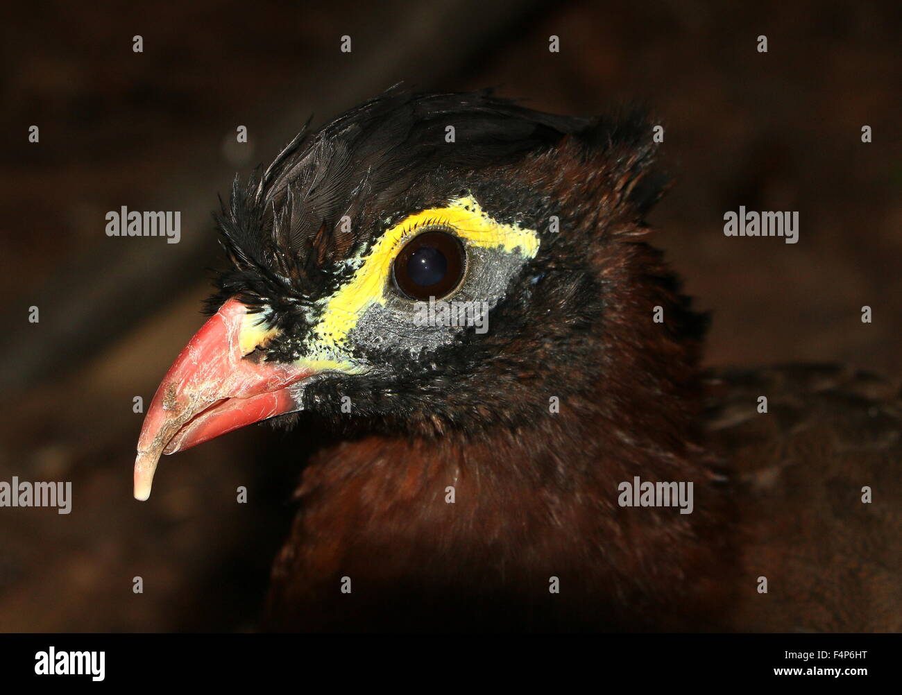 Nocturne d'Amérique du Sud (Nothocrax urumutum curassow) Banque D'Images