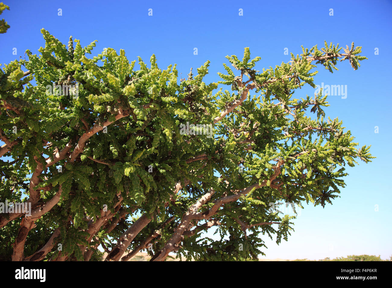 Dawqah Wadi, arbre d'encens cultures, du patrimoine culturel mondial de l'UNESCO / héritier naturel, Boswellia carterii Sacra, à Salalah, Oman Banque D'Images