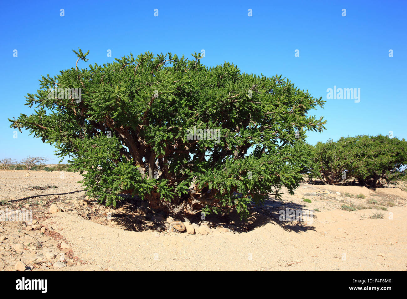 Dawqah Wadi, arbre d'encens cultures, du patrimoine culturel mondial de l'UNESCO / héritier naturel, Boswellia carterii Sacra, à Salalah, Oman Banque D'Images