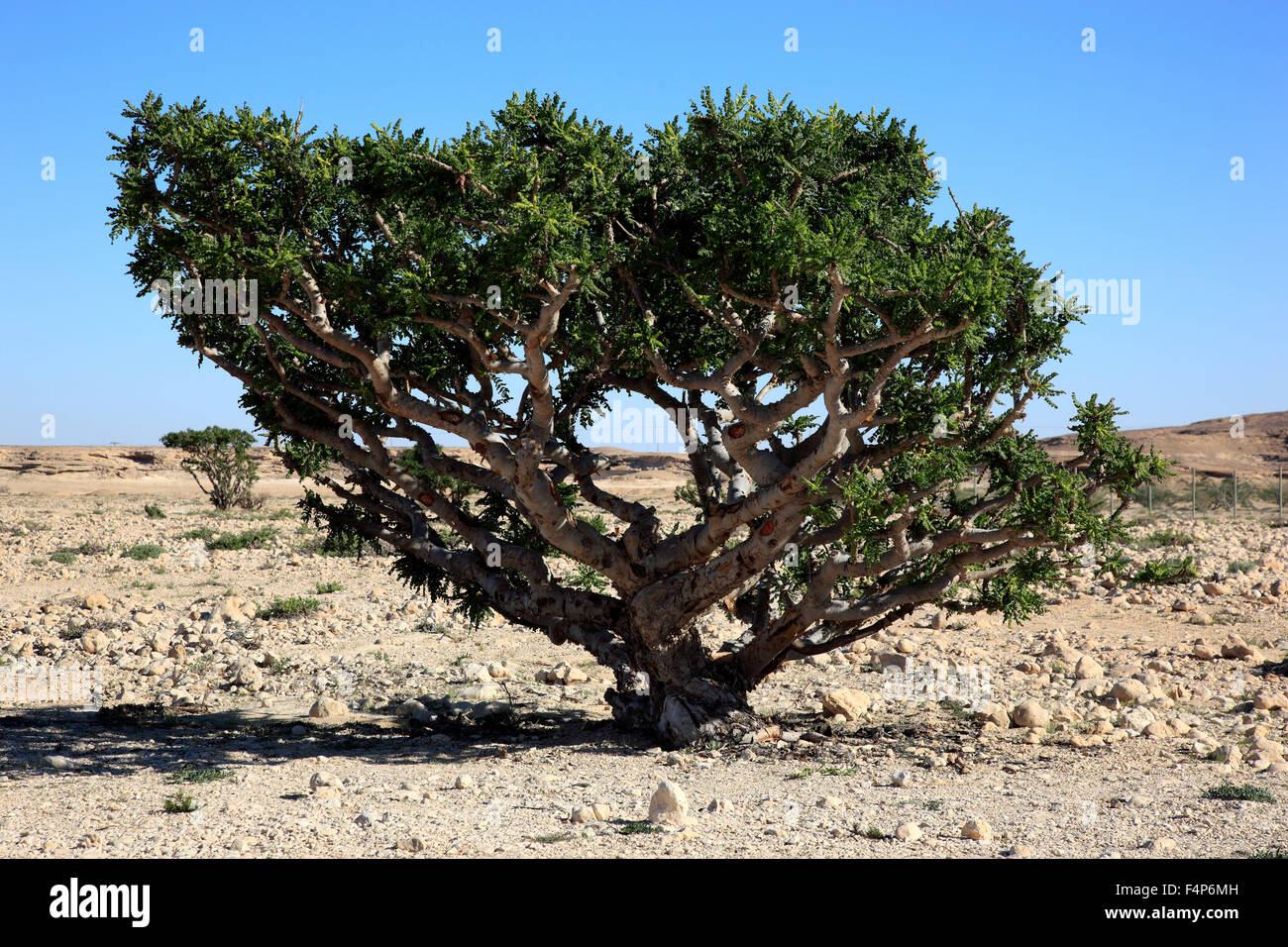 Dawqah Wadi, arbre d'encens cultures, du patrimoine culturel mondial de l'UNESCO / héritier naturel, Boswellia carterii Sacra, à Salalah, Oman Banque D'Images