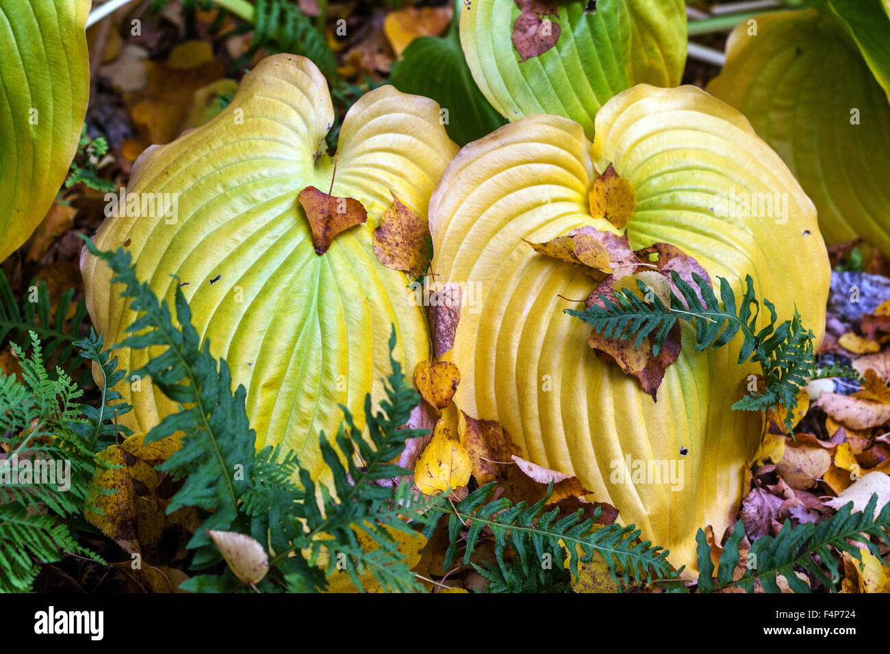 Automne Feuilles de fougère, hosta Banque D'Images