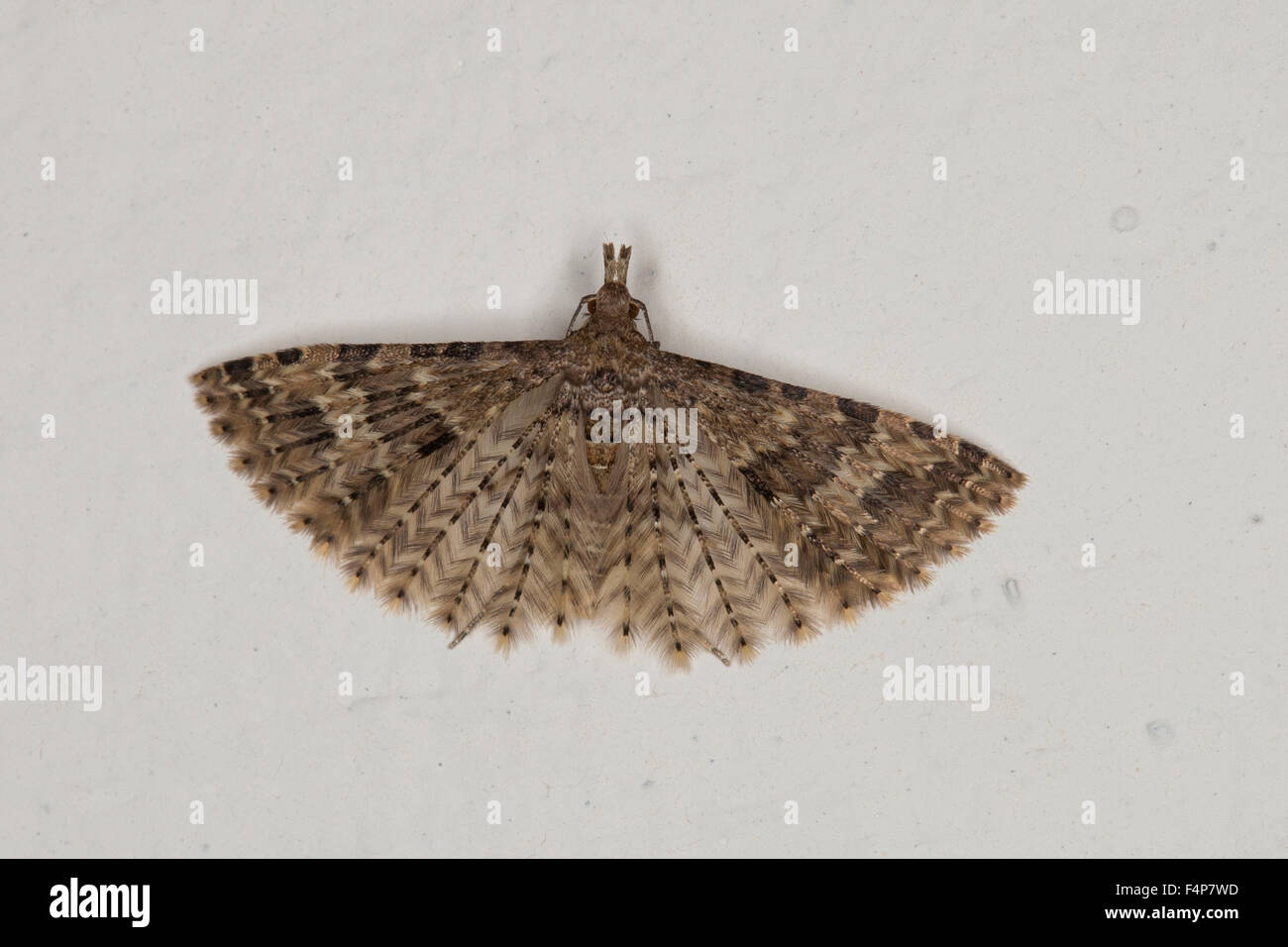 Vingt-plume Moth, Alucita hexadactyla, Alucita hexadactyla polydactyla, Phalaena, Geissblattgeistchen Geissblatt-Geistchen, Banque D'Images