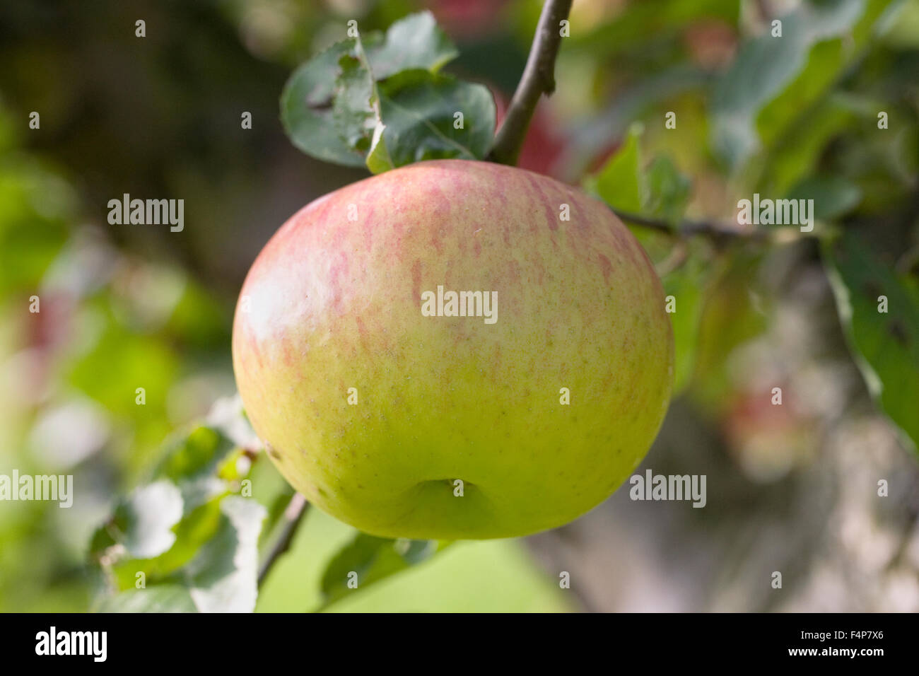 Malus domestica 'Bramley's Seedling'. De plus en plus de pommes dans un verger. Banque D'Images